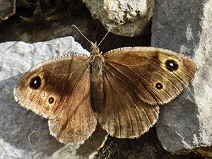 Upperside of the female Black Satyr - Satyrus actaea © John Muddeman